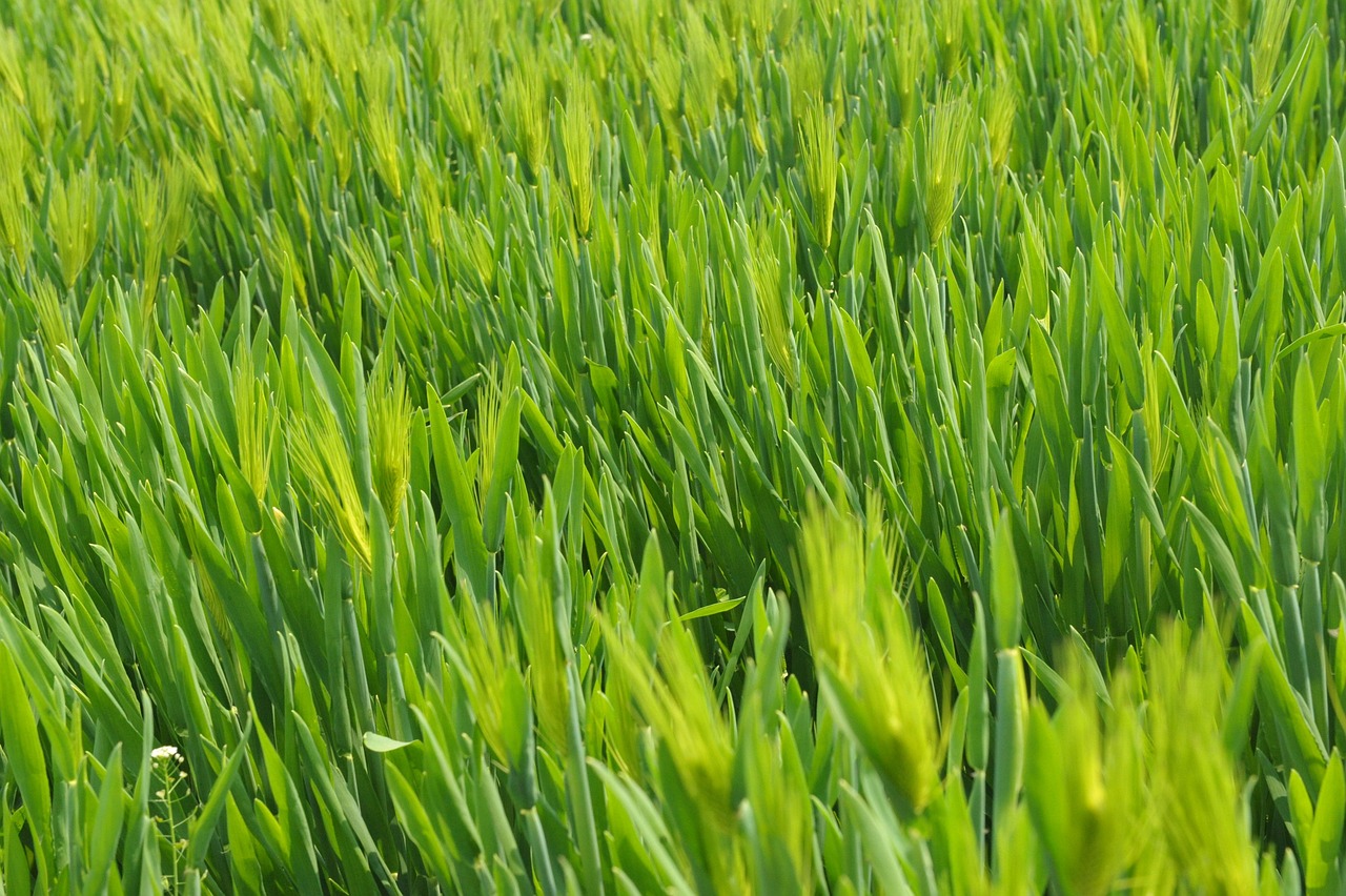 AGVITT Vision